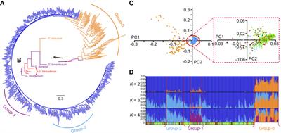 Introgression Leads to Genomic Divergence and Responsible for Important Traits in Upland Cotton